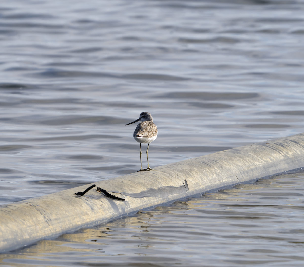 Common Greenshank - ML620459126