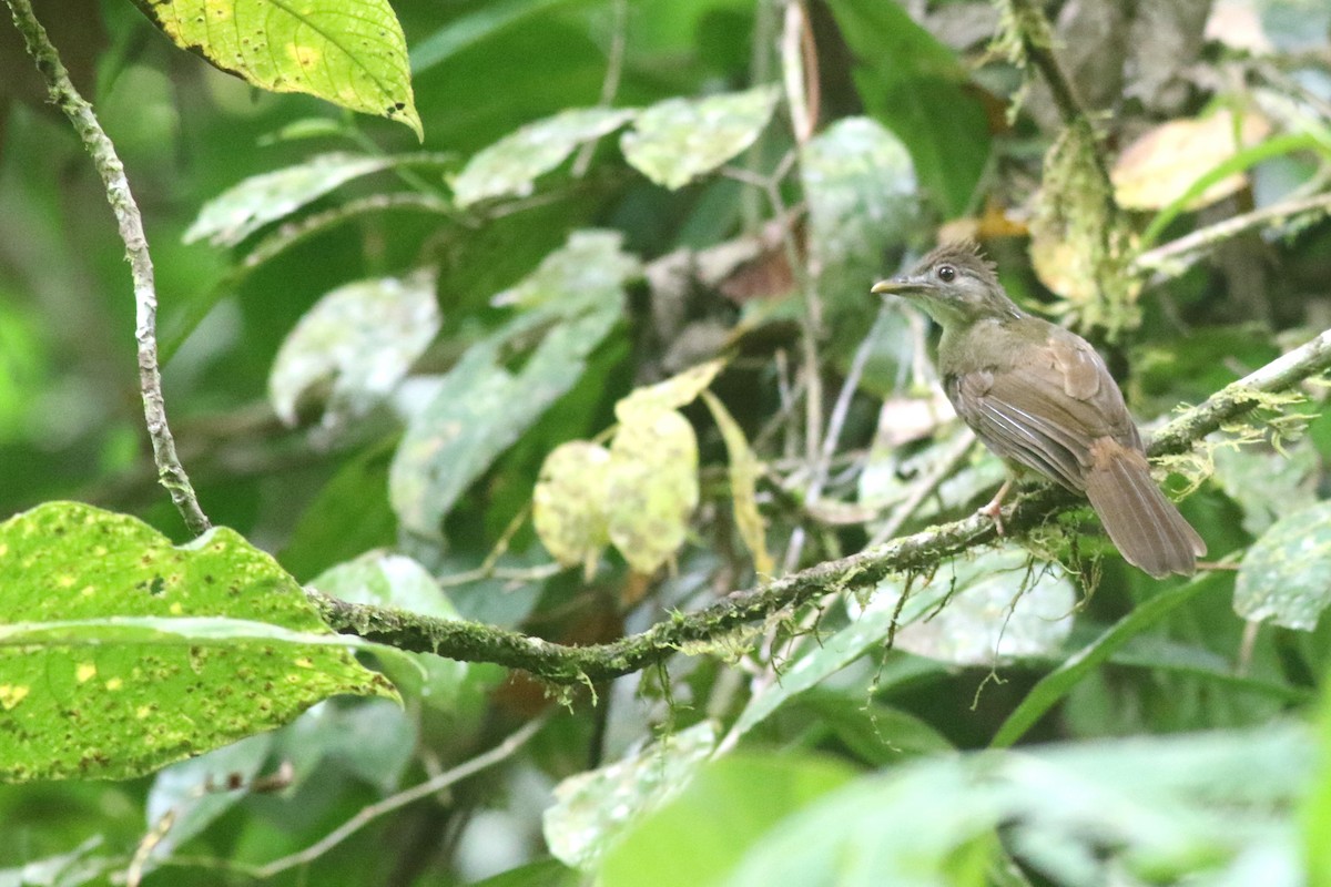 Gray-cheeked Bulbul - ML620459127