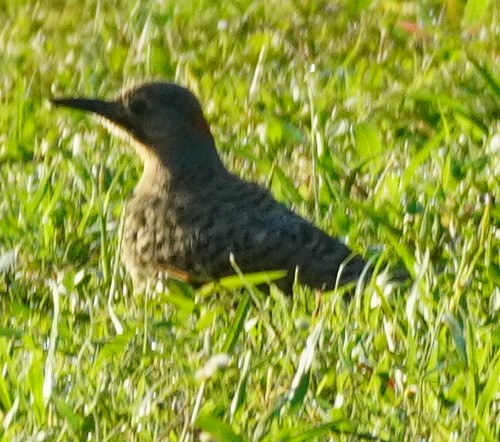 Northern Flicker - ML620459138