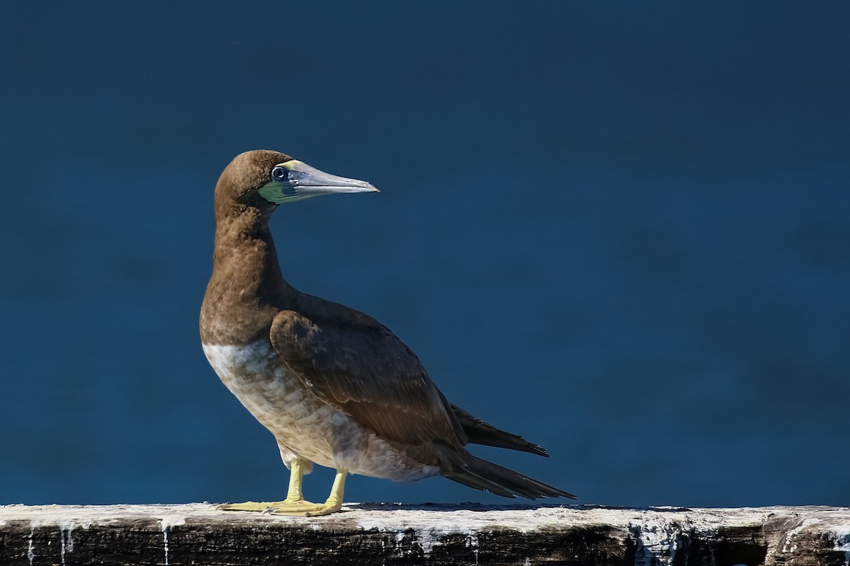 Brown Booby - ML620459139