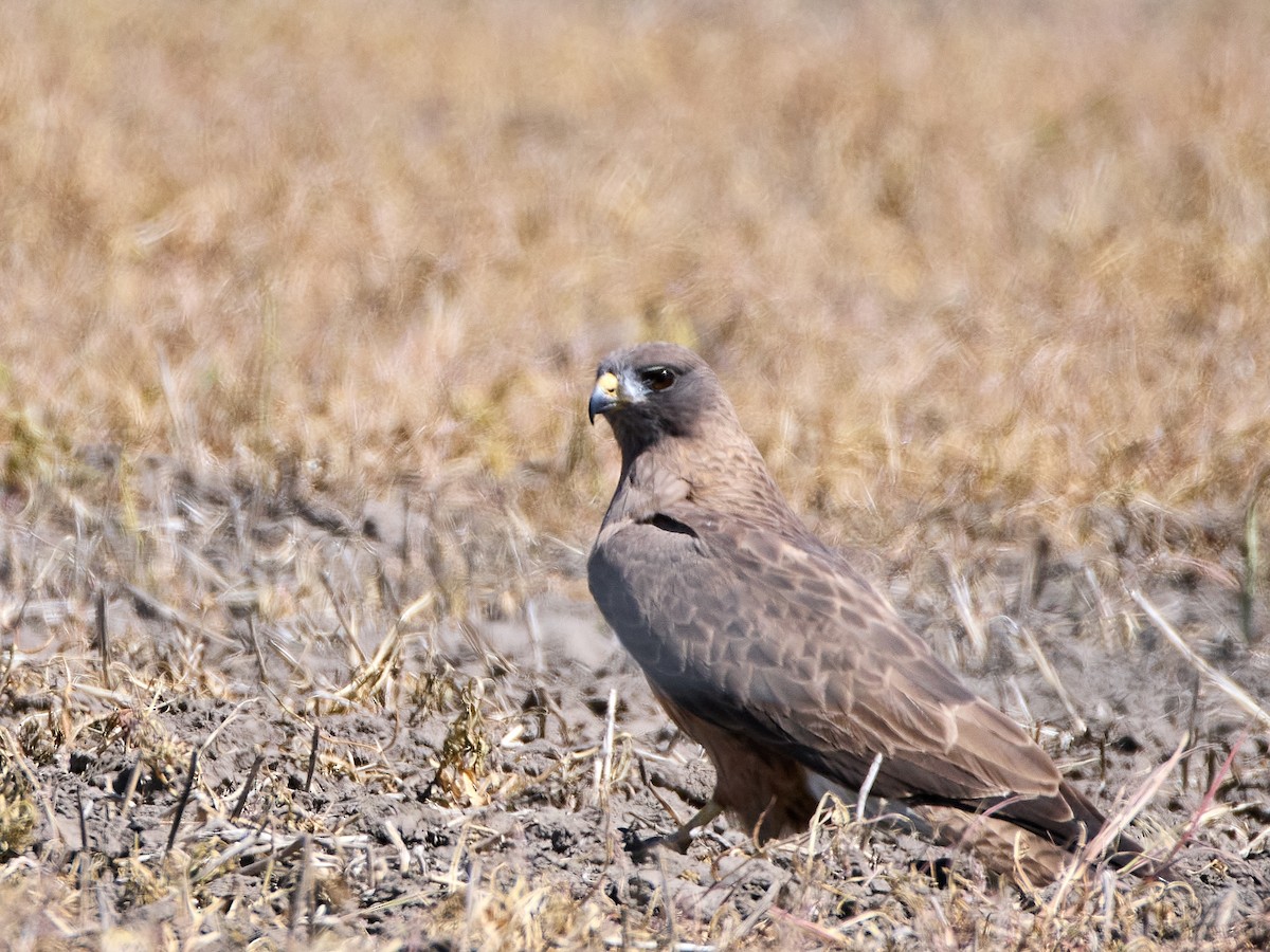 Rotschwanzbussard (calurus/alascensis) - ML620459144