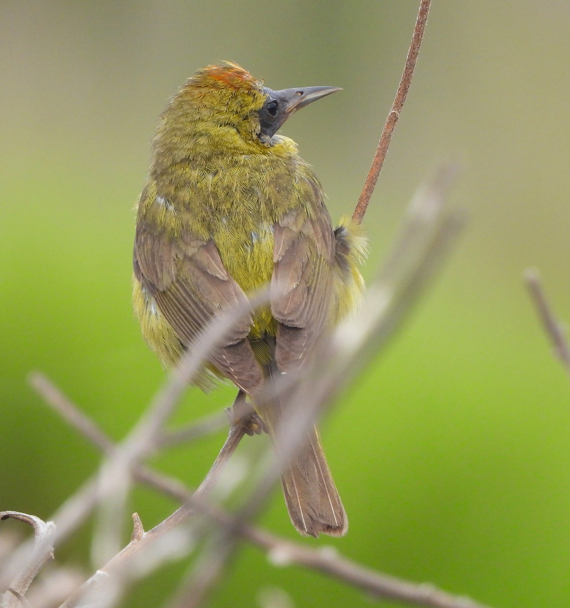 Orange-crowned Warbler - ML620459146