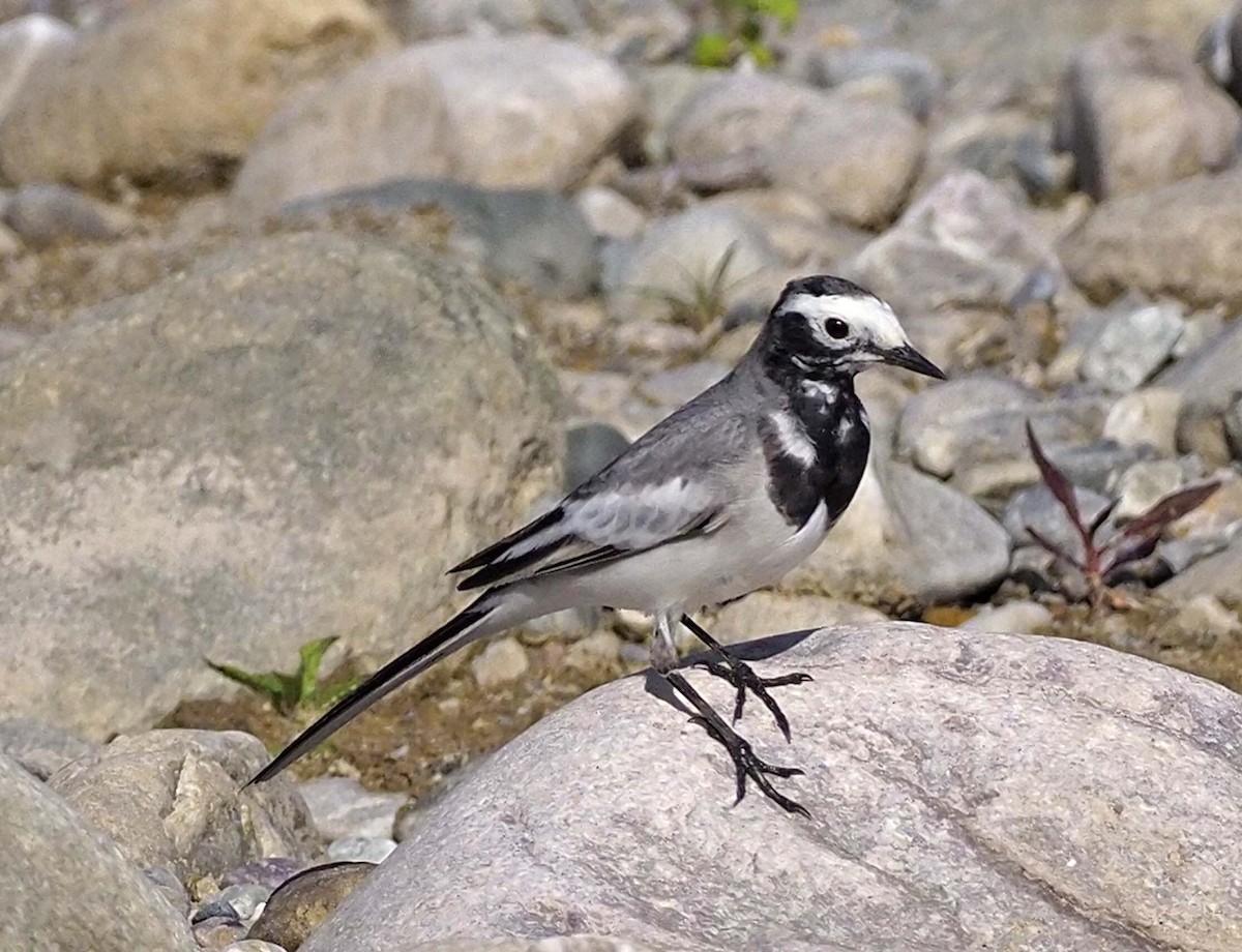 White Wagtail (Masked) - ML620459149