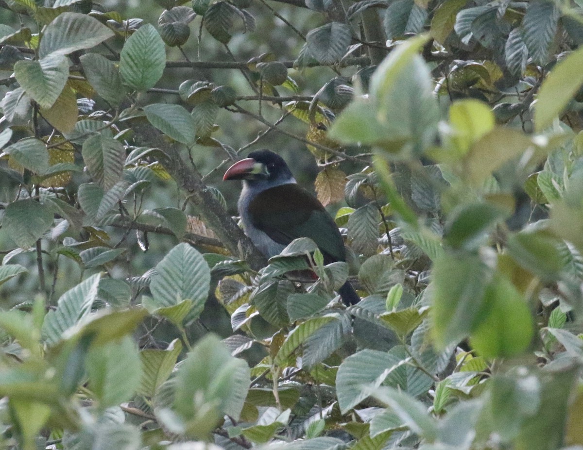 Gray-breasted Mountain-Toucan - ML620459150