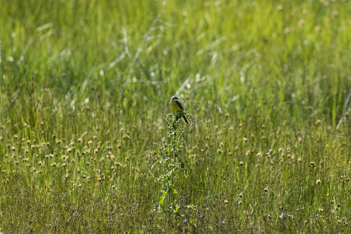 ニシツメナガセキレイ（iberiae） - ML620459156