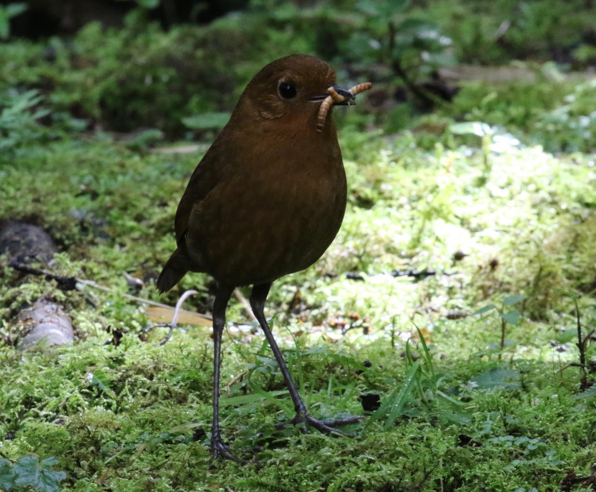 Equatorial Antpitta - ML620459158