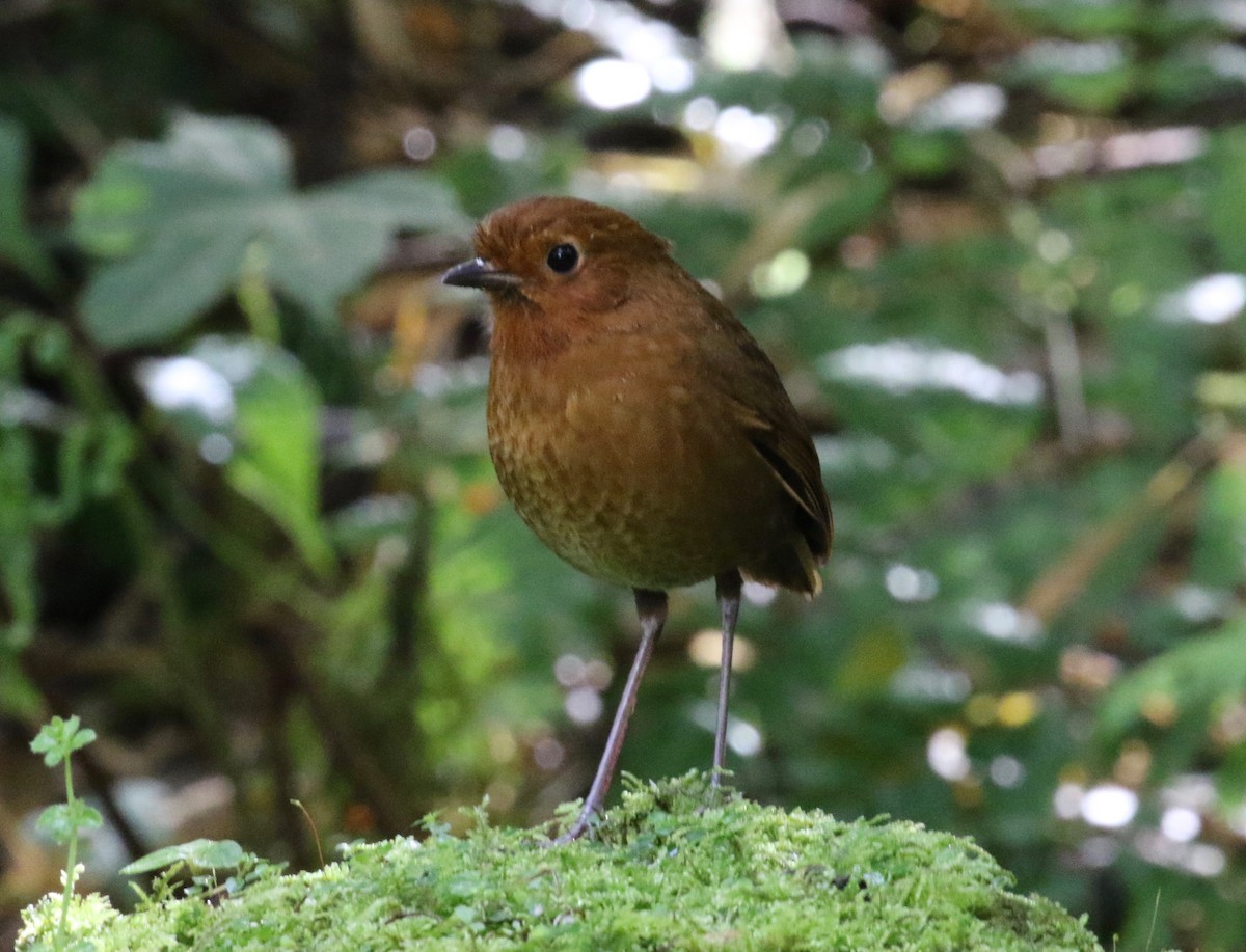 Equatorial Antpitta - ML620459159