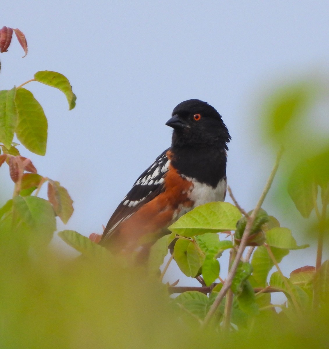 Spotted Towhee - ML620459160