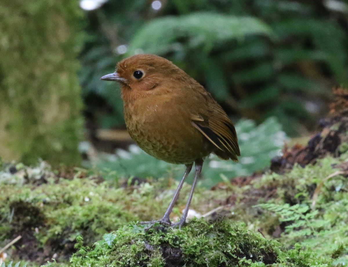 Equatorial Antpitta - ML620459163