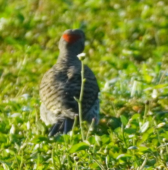 Northern Flicker - ML620459167