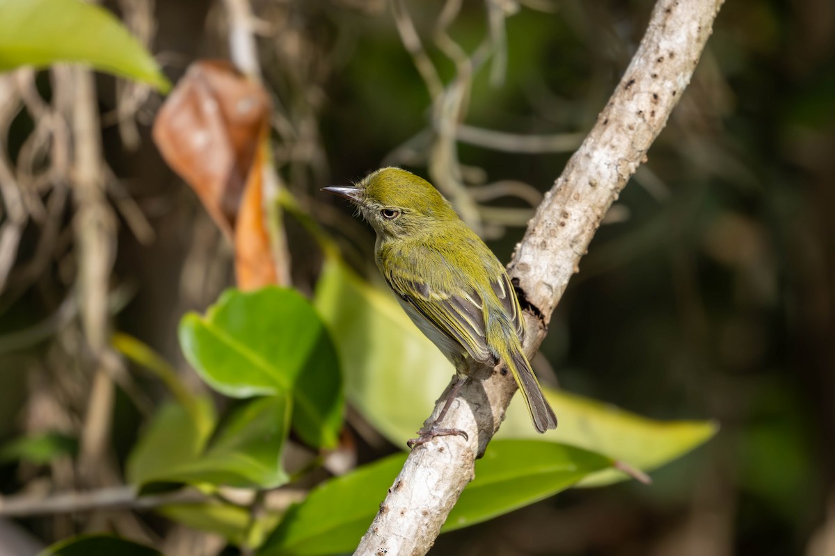 Hangnest Tody-Tyrant - ML620459168