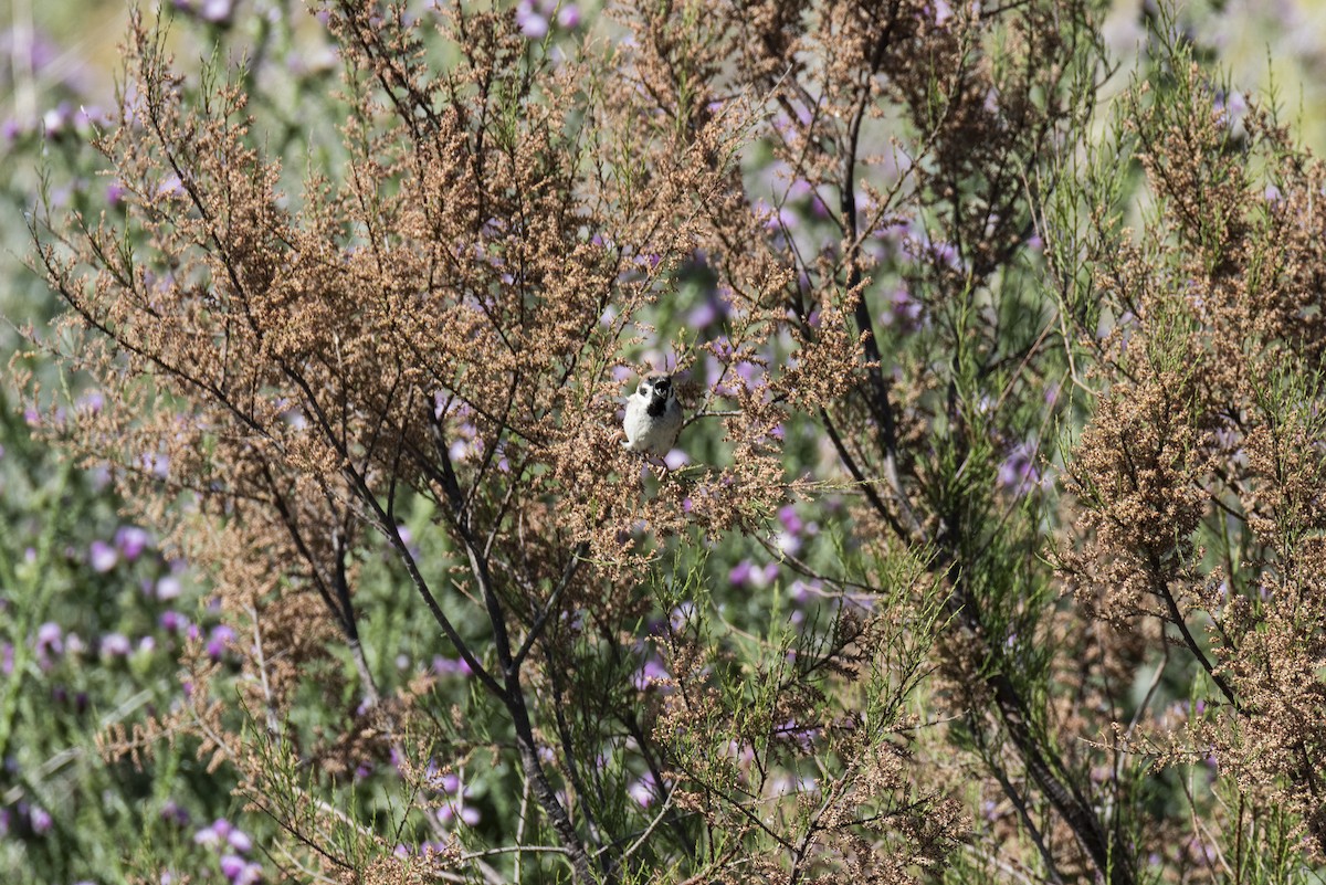 Eurasian Tree Sparrow - ML620459176