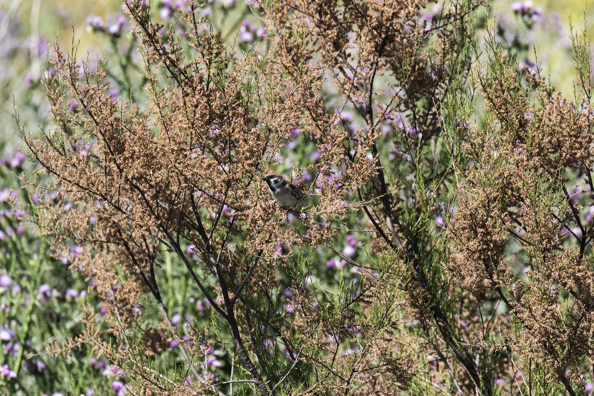 Eurasian Tree Sparrow - ML620459177