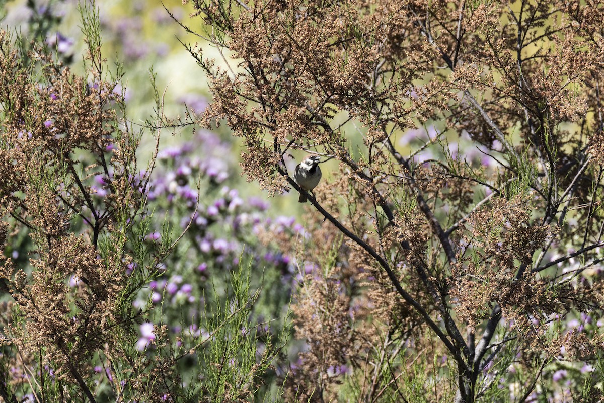 Eurasian Tree Sparrow - ML620459178