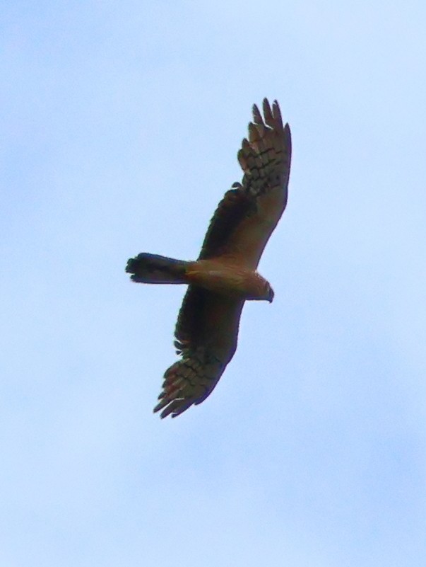 Pallid Harrier - ML620459180