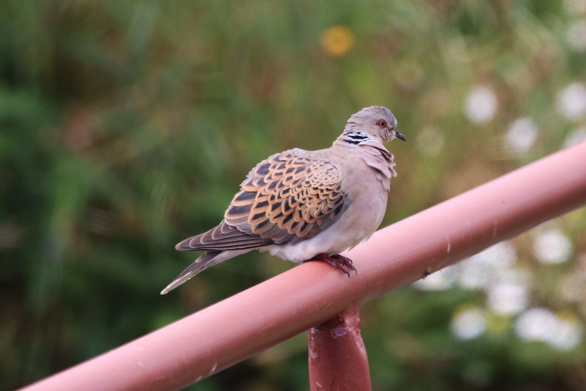 European Turtle-Dove - ML620459187