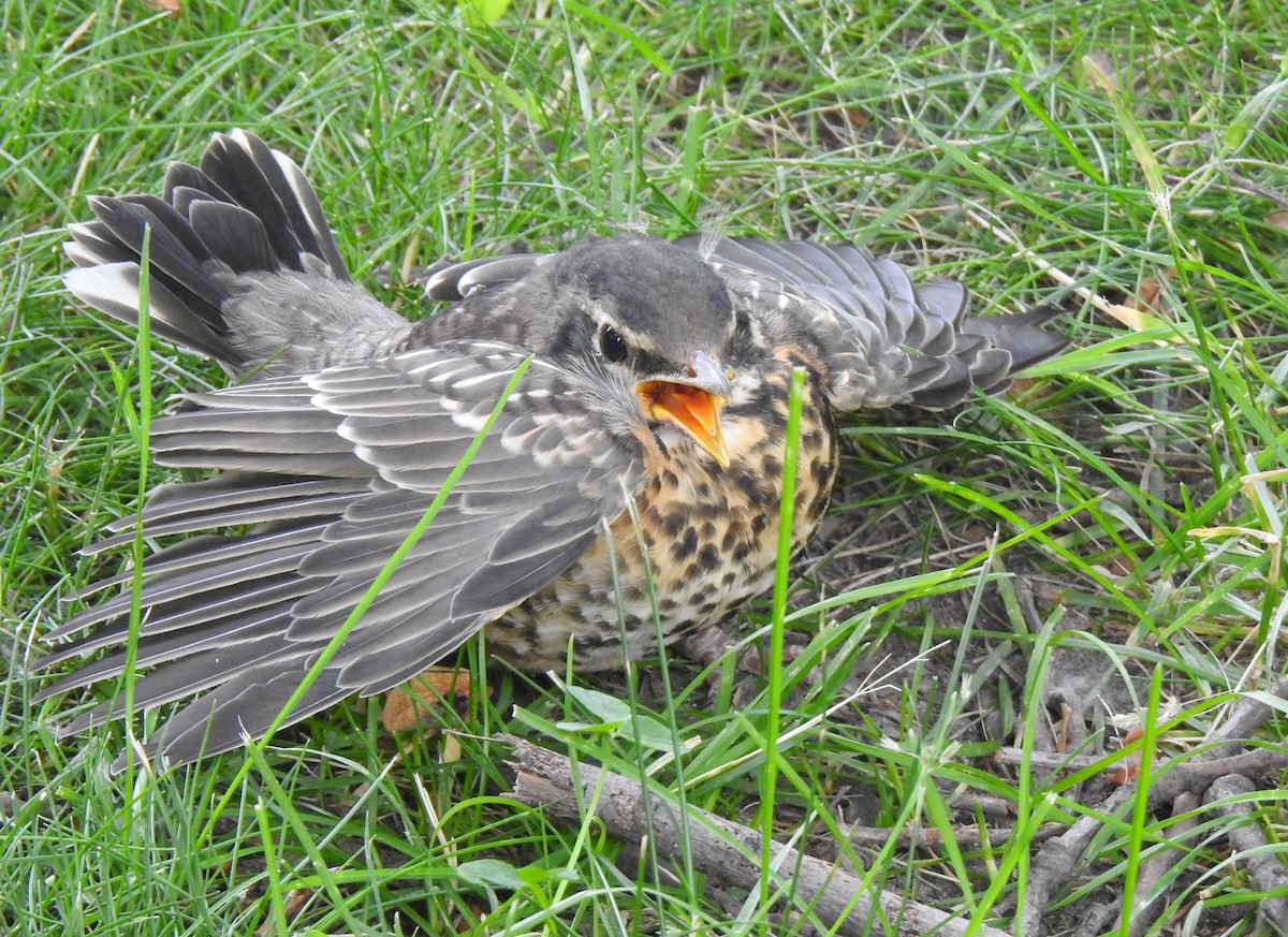 American Robin - ML620459188