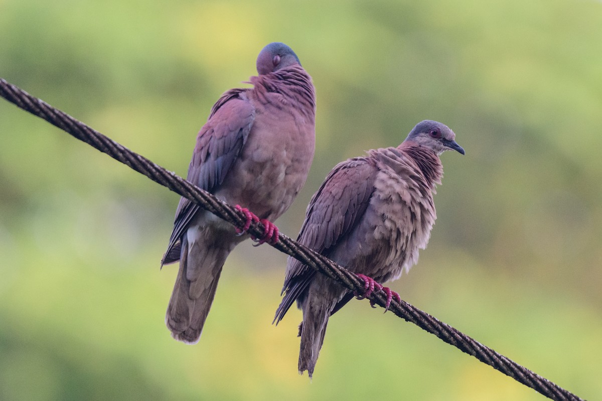 Pale-vented Pigeon - ML620459191