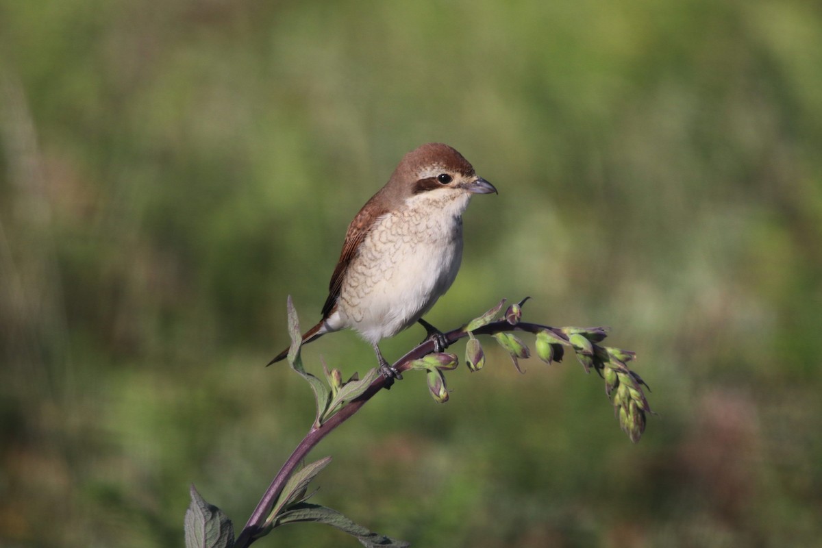 セアカモズ - ML620459197