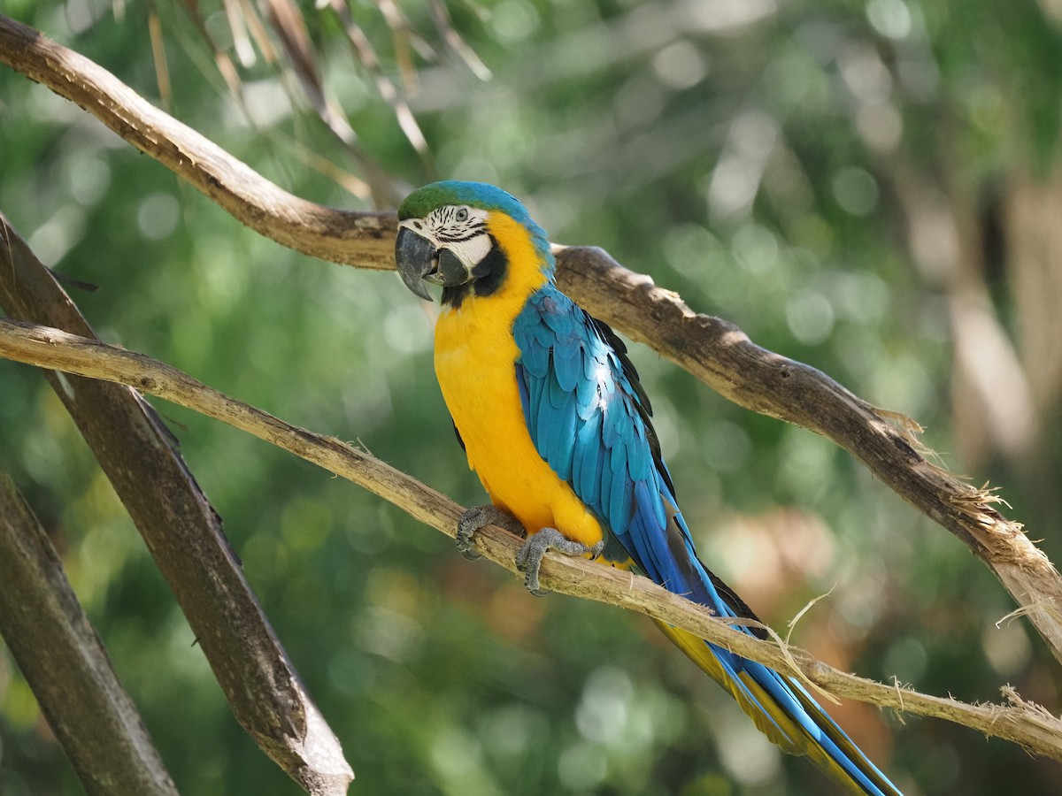 Blue-and-yellow Macaw - ML620459200