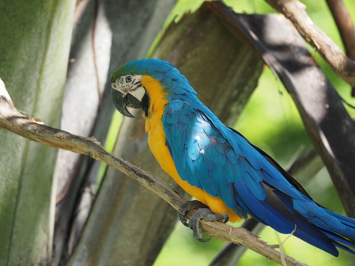Blue-and-yellow Macaw - ML620459201