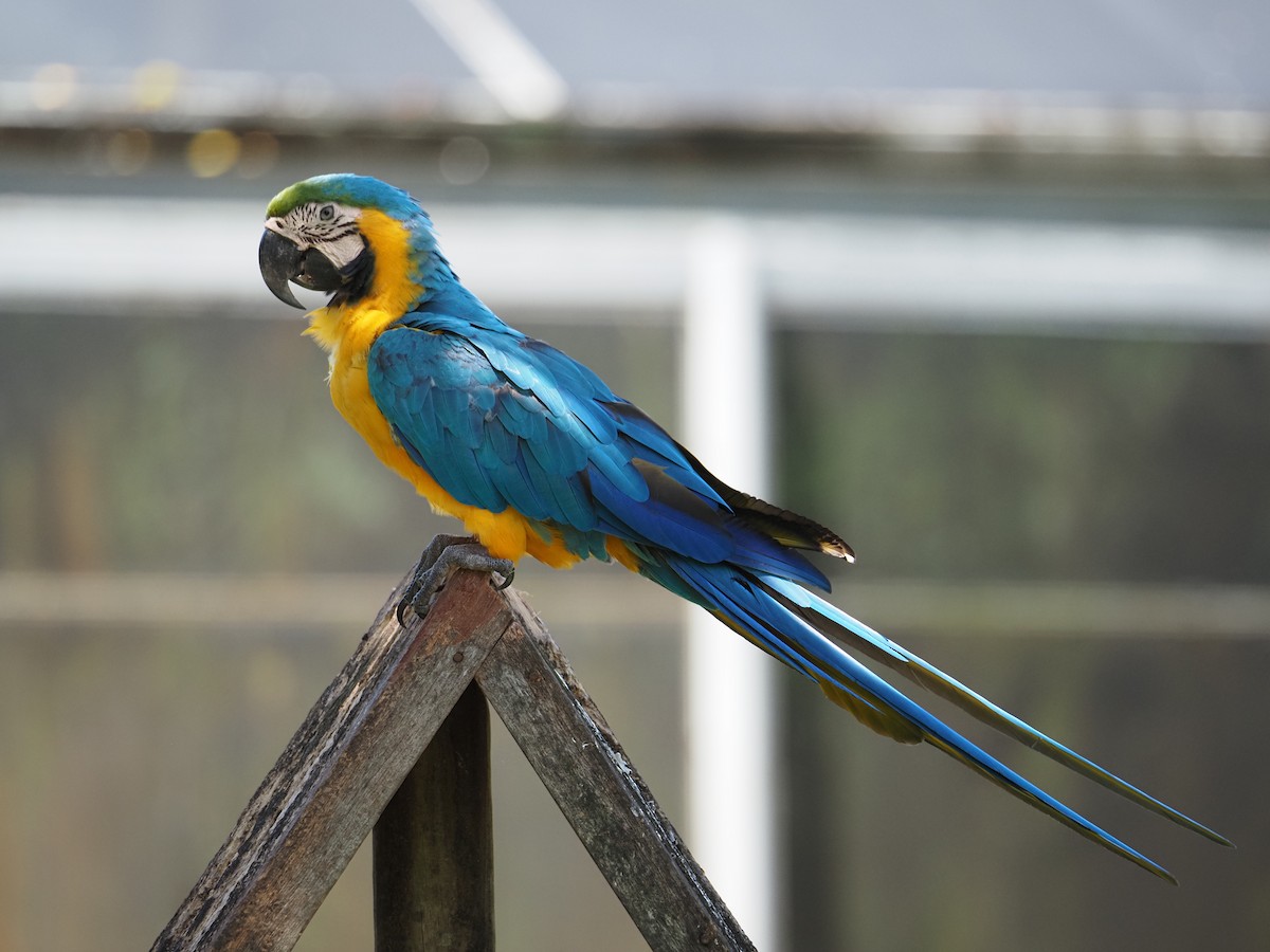 Blue-and-yellow Macaw - ML620459202