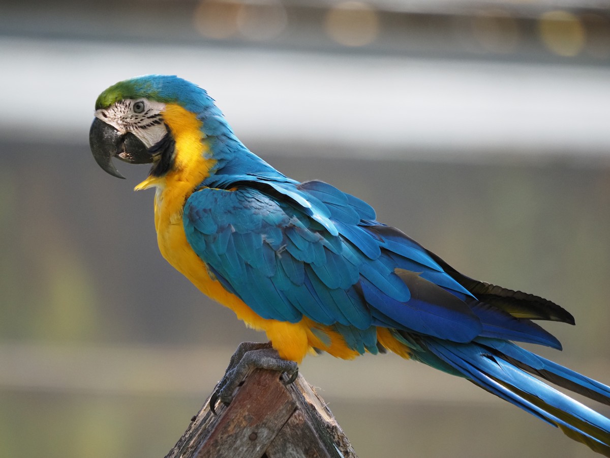 Blue-and-yellow Macaw - ML620459203