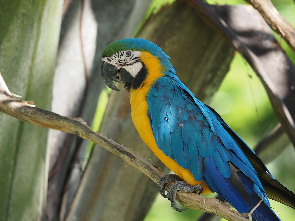 Blue-and-yellow Macaw - ML620459204