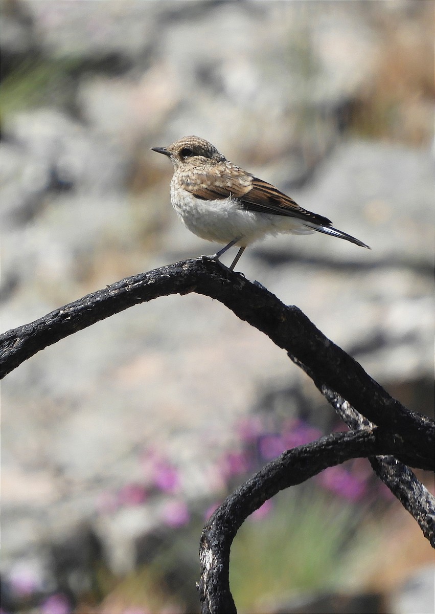 Western Black-eared Wheatear - Miguel Folgado