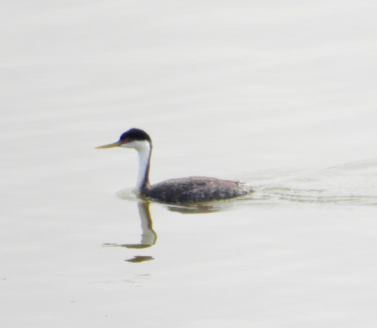 Western Grebe - ML620459207