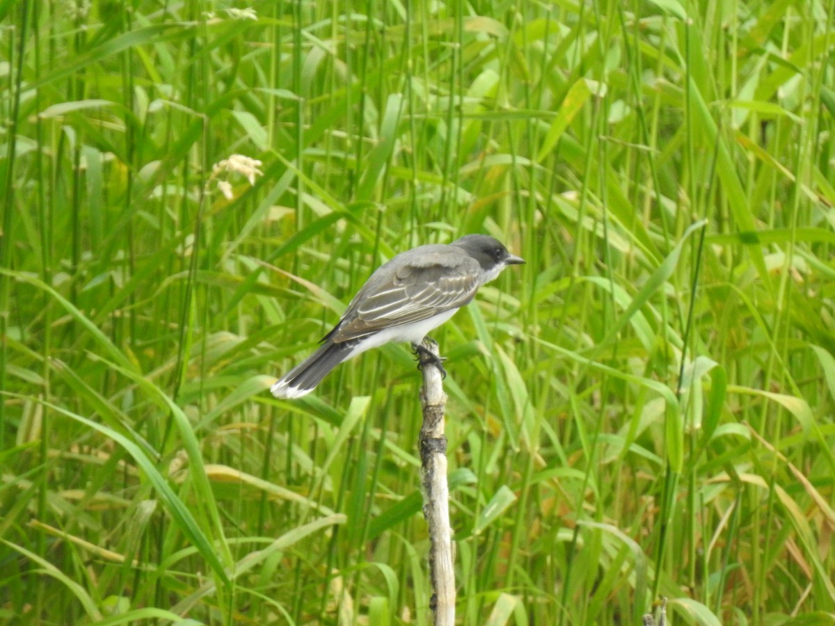 Eastern Kingbird - ML620459209