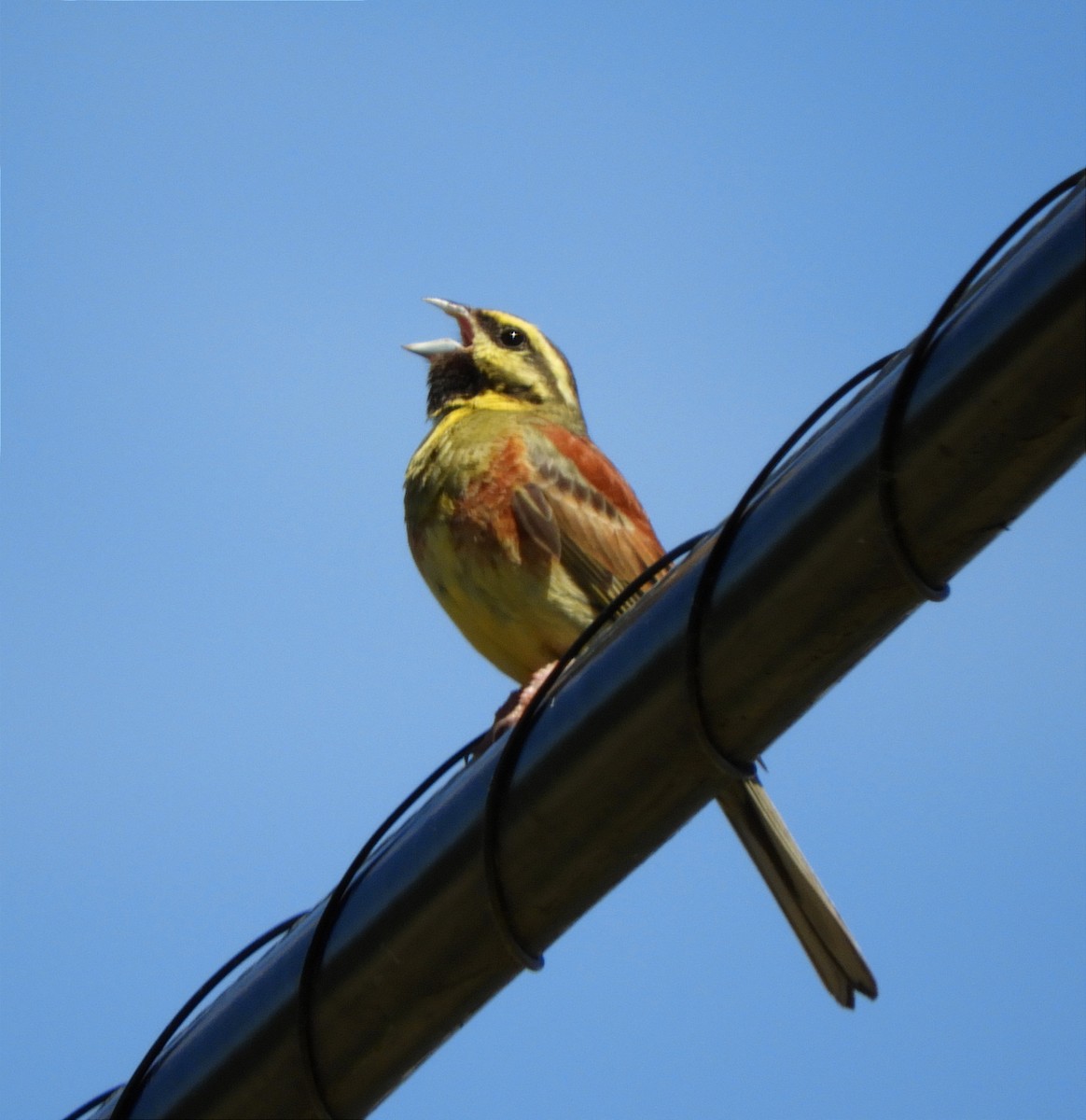 Cirl Bunting - ML620459212