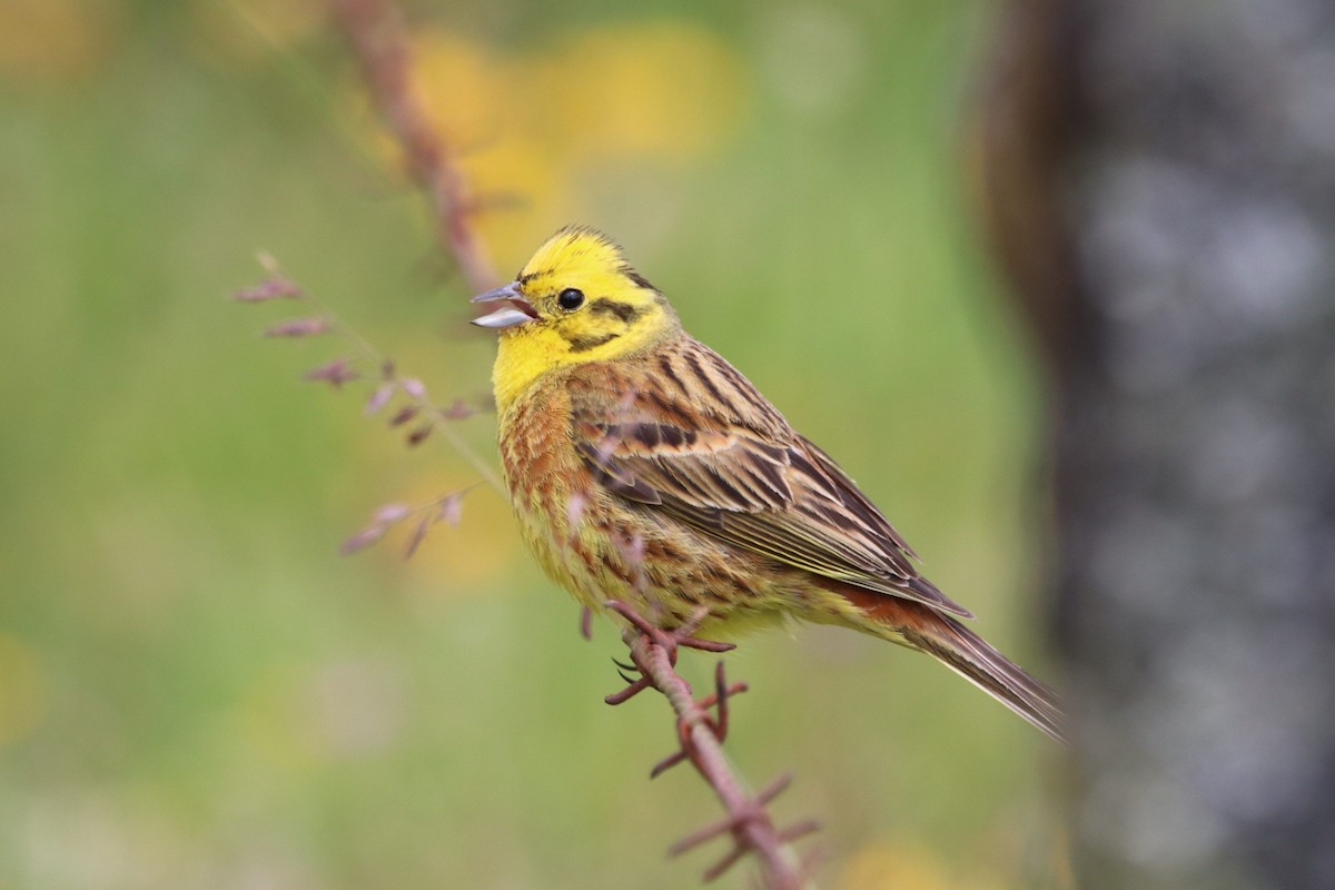 Yellowhammer - ML620459219