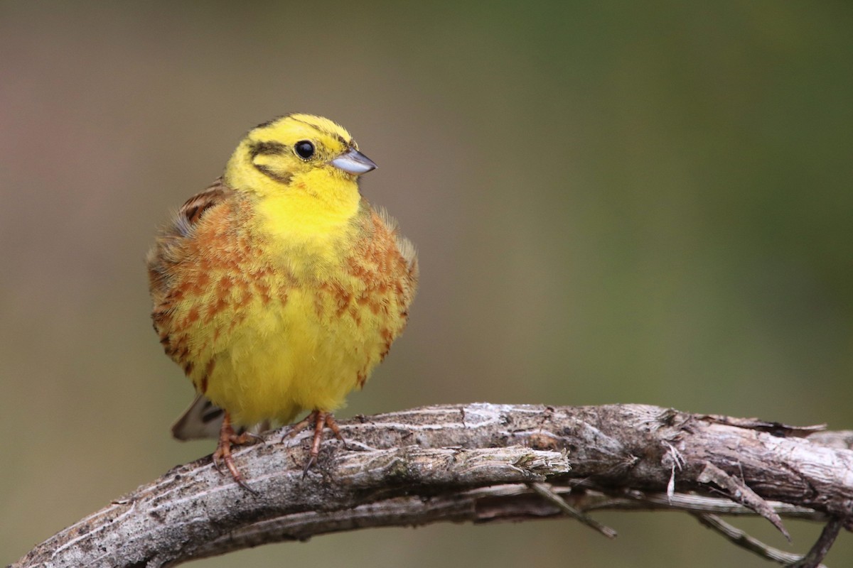 Yellowhammer - ML620459220