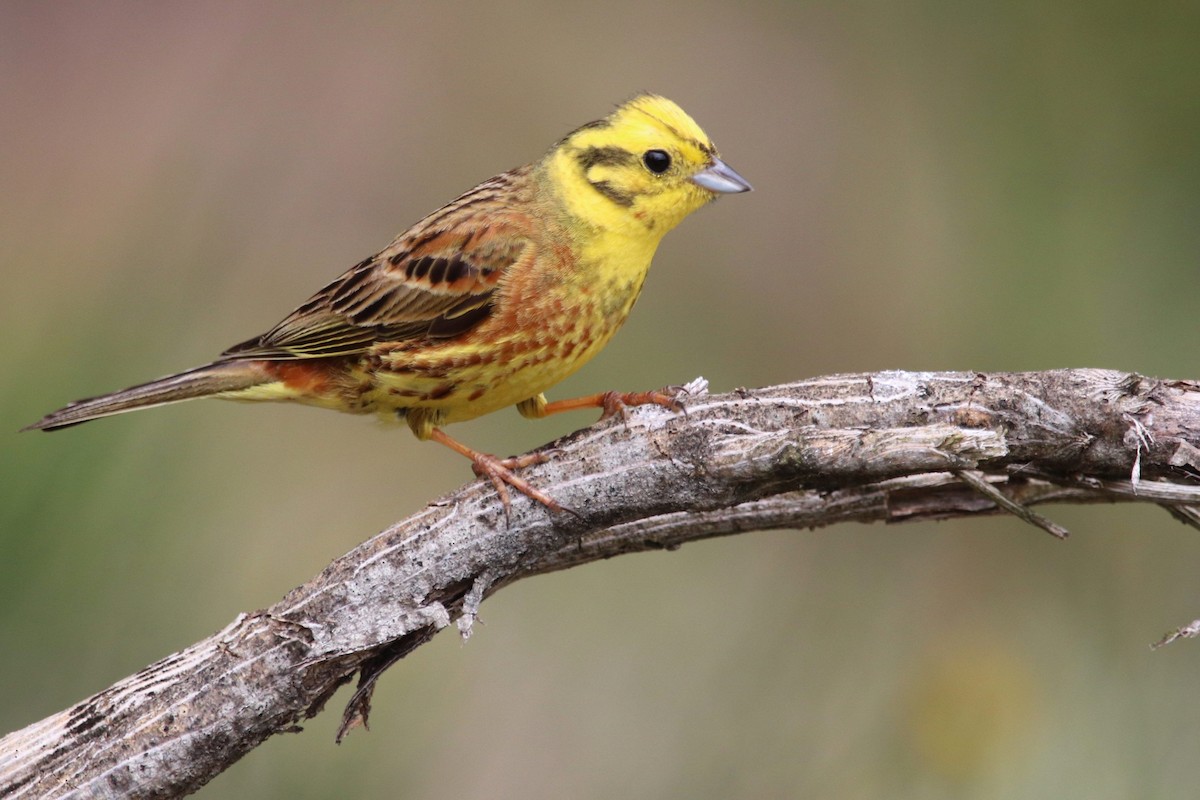 Yellowhammer - ML620459222