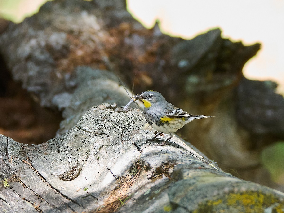 Yellow-rumped Warbler (Audubon's) - ML620459226