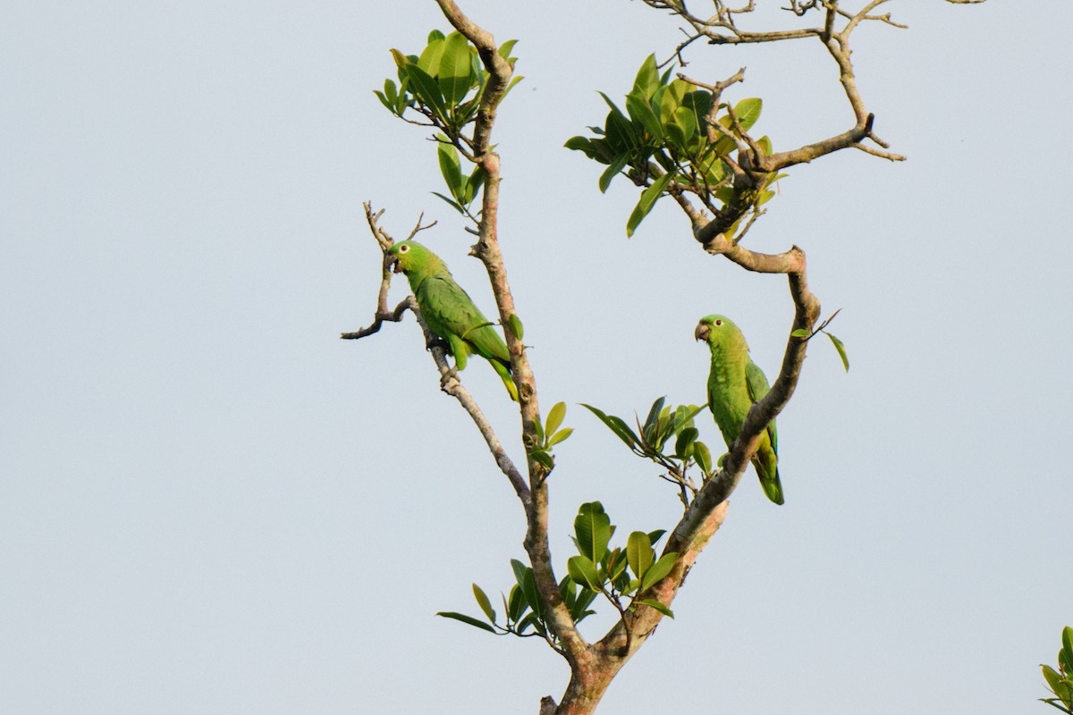 ムジボウシインコ - ML620459229