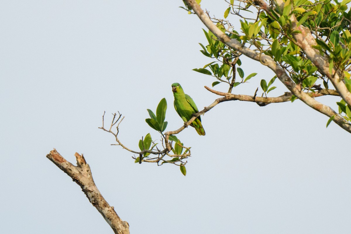 ムジボウシインコ - ML620459230