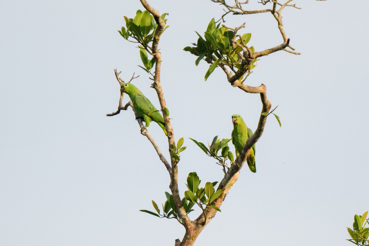 ムジボウシインコ - ML620459232