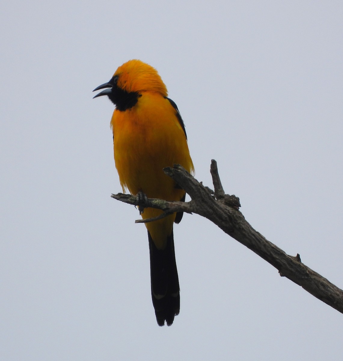 Hooded Oriole - ML620459236