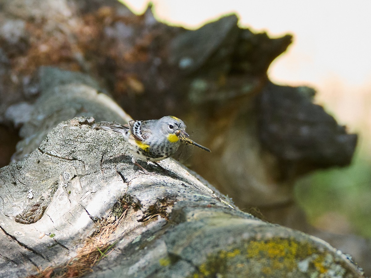 Yellow-rumped Warbler (Audubon's) - ML620459238