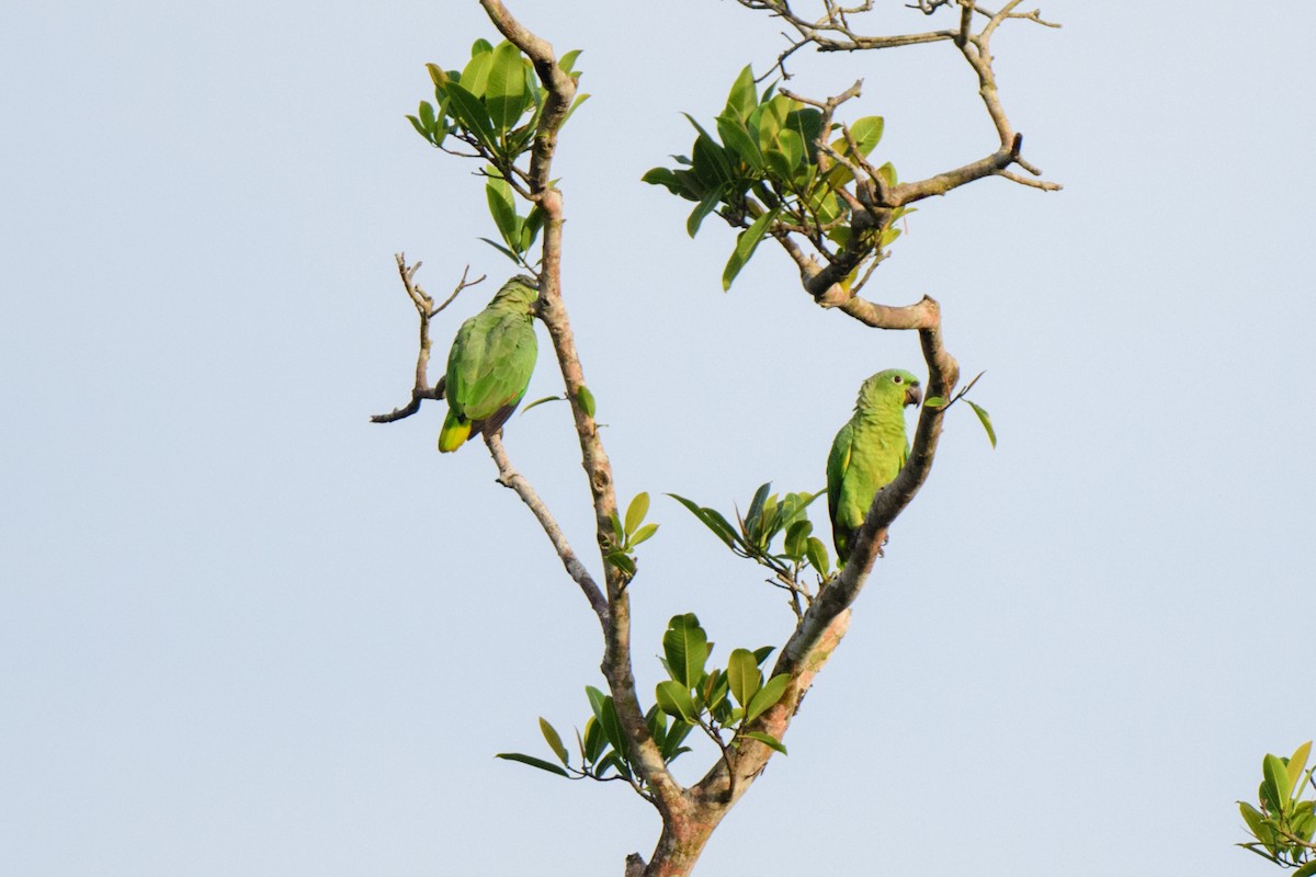 ムジボウシインコ - ML620459240