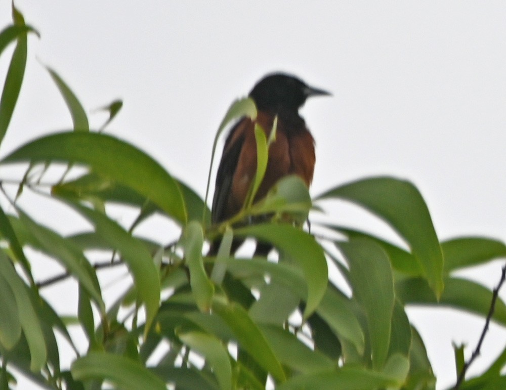 Orchard Oriole - ML620459242