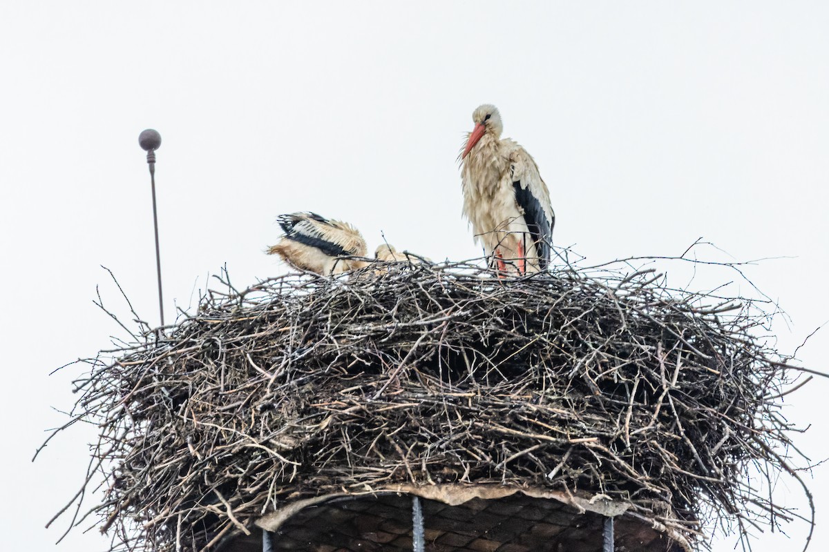 White Stork - ML620459248