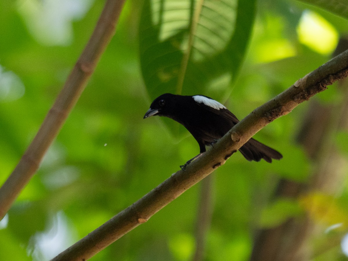 White-shouldered Tanager - Michele Kelly