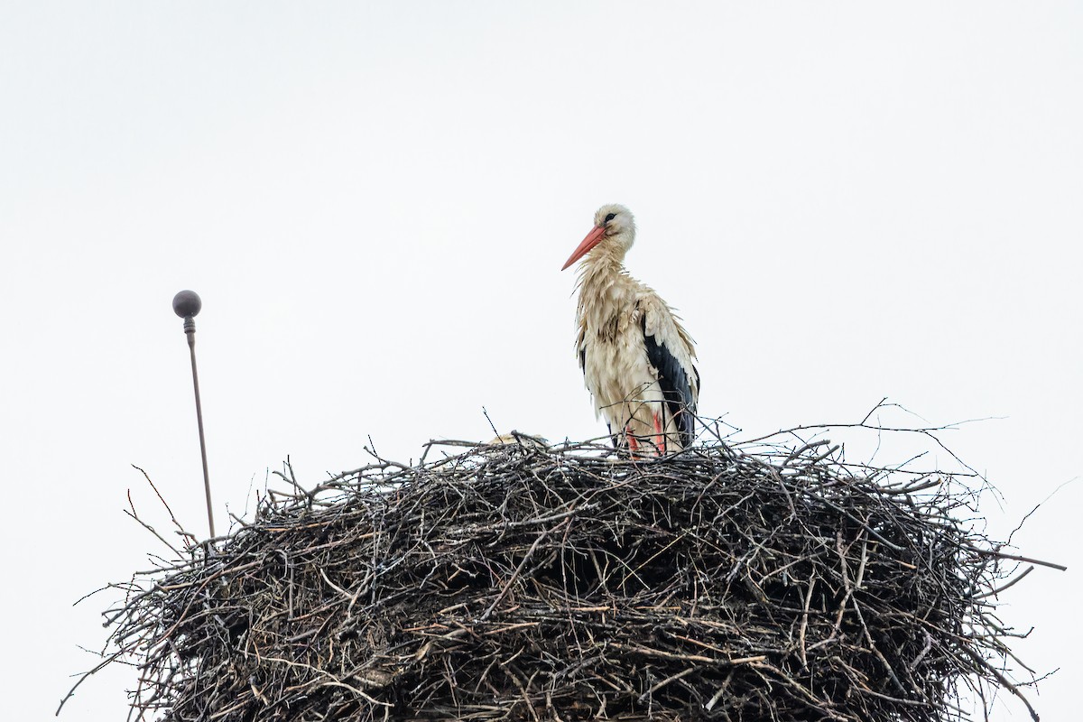 White Stork - ML620459256