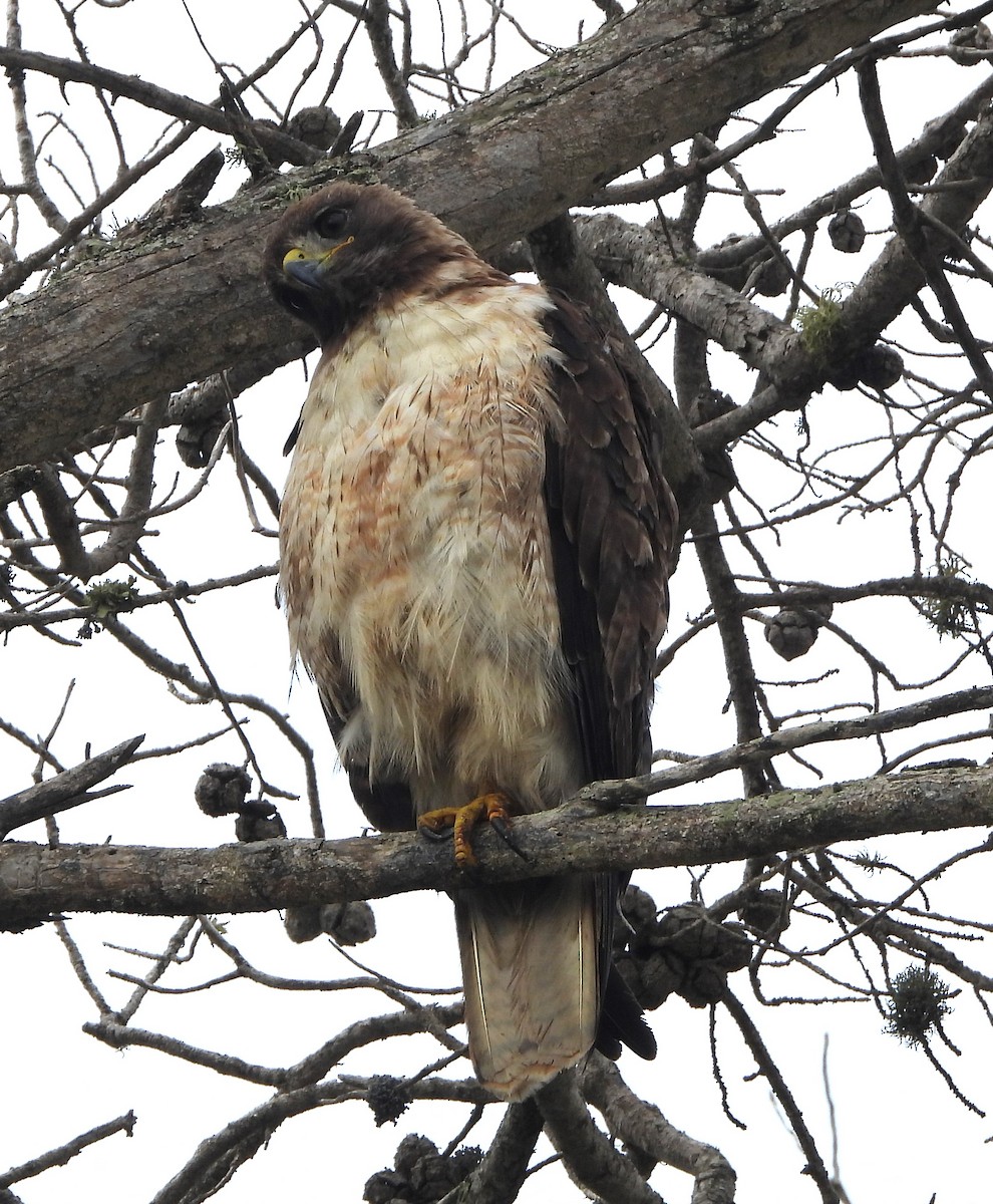 Red-tailed Hawk - ML620459268