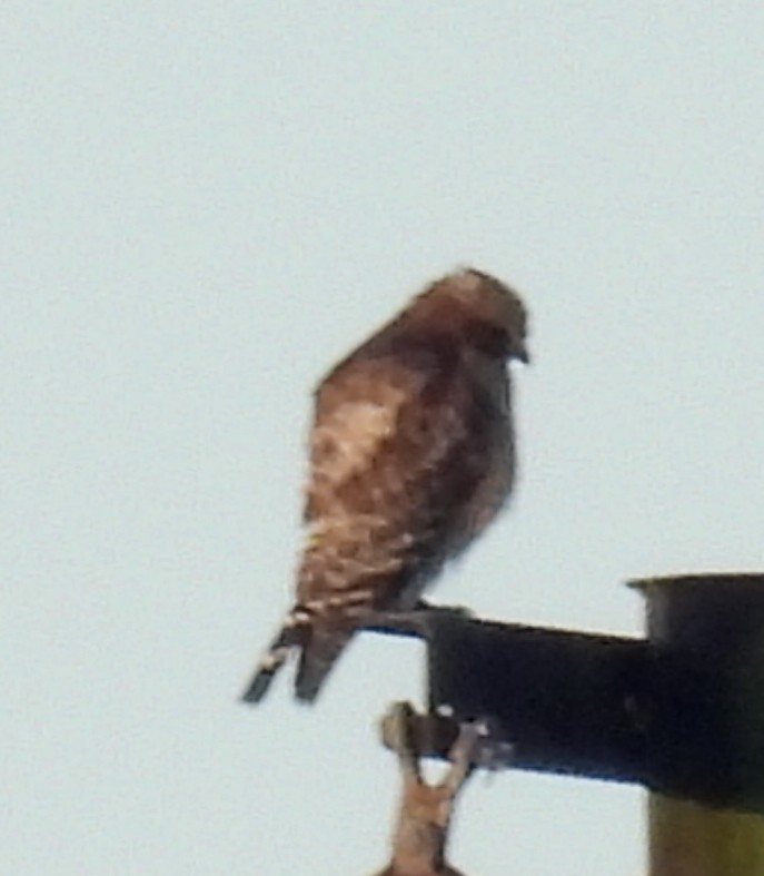 Red-shouldered Hawk - Jeffrey Blalock