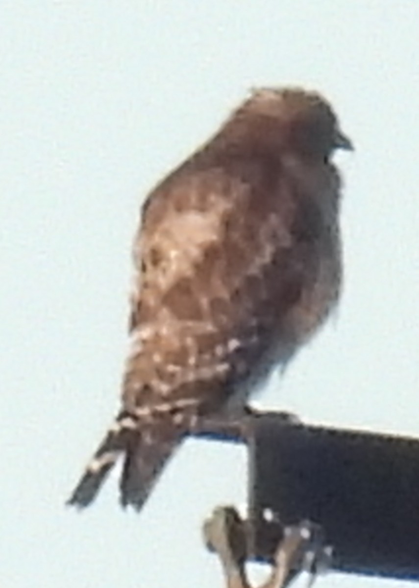 Red-shouldered Hawk - ML620459270