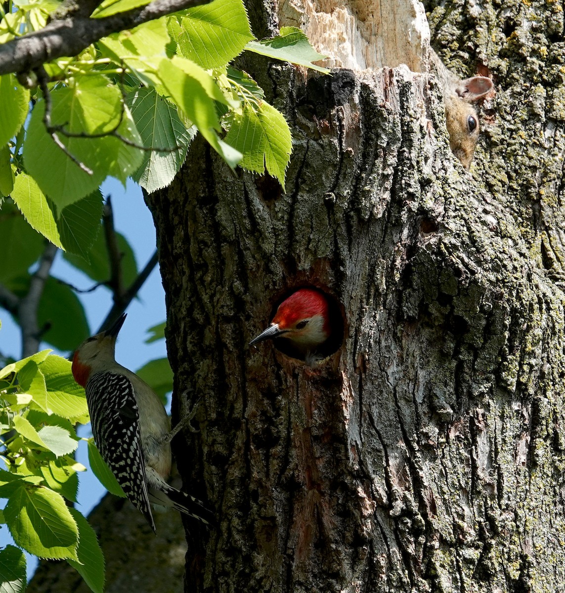 Red-bellied Woodpecker - ML620459271
